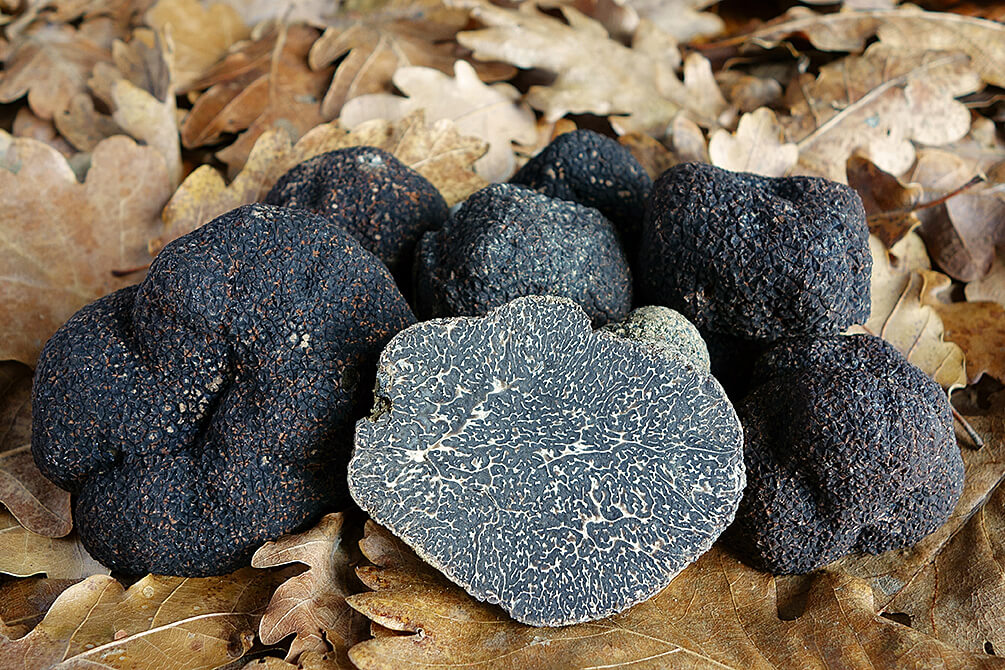 Tuber Melanosporum